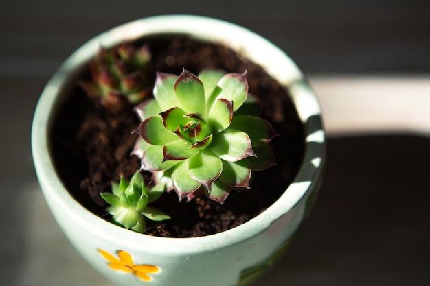 Echeveria in un vaso in piena luce con ombre Una pianta da appartamento una casa verde una succulenta è un simbolo di armonia Spazio di copia Cura delle piante da interno