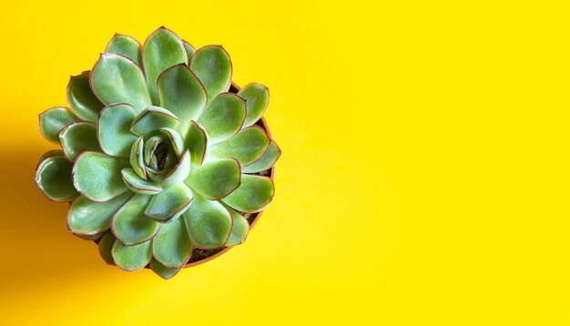 Echeveria in una pentola su sfondo giallo. Una pianta da appartamento, una serra, una succulenta è simbolo di armonia. Copia spazio. Cura delle piante d'appartamento