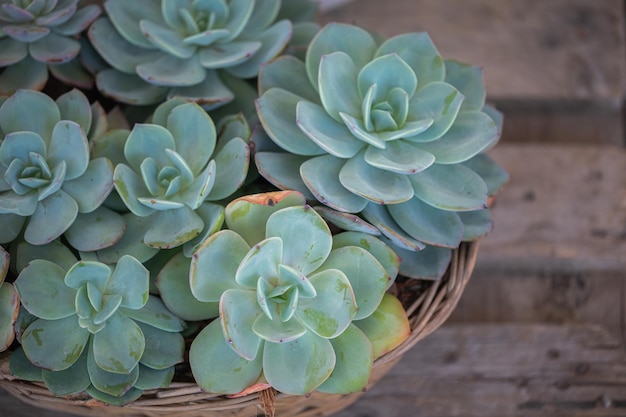 Echeveria piante succulente in cesto su pavimento in legno