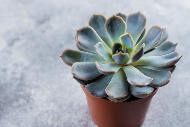 Echeveria succulenta. Bello succulente verde isolato su priorità bassa concreta di pietra grigia.