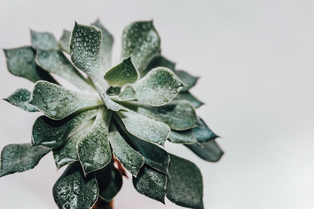 Echeveria verde succulenta in una pentola sullo sfondo di lavagne bianche