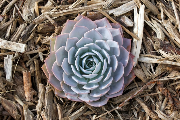 Echeveria Violet Queen Piante succulente Le piante succulente crescono tra la corteccia di un albero