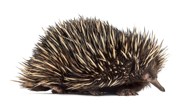 Echidna a becco corto isolata su bianco (20 anni)