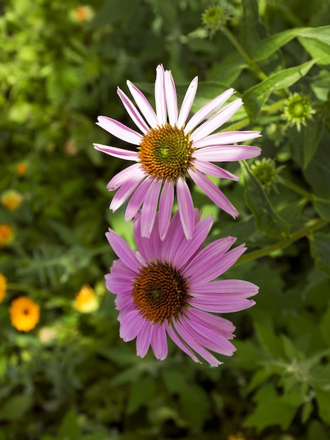 Echinacea Fiore viola A base di erbe Fiore medicinale La medicina