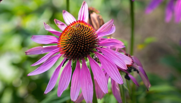 Echinacea in giardino con sfondo naturale