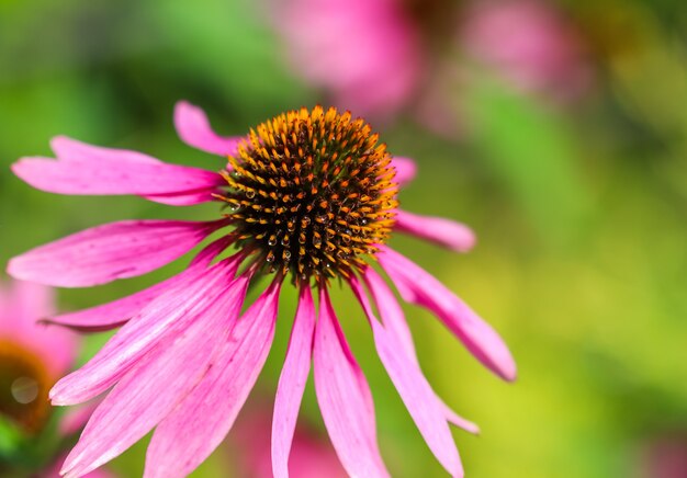 Echinacea purpurea coneflower bellissimi fiori viola con gocce di rugiada