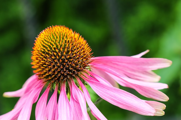 Echinacea purpurea coneflower bellissimi fiori viola con un centro arancione in giardino