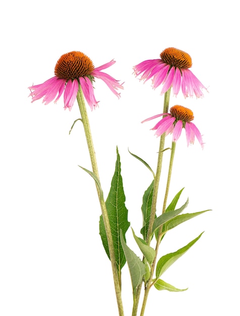 Echinacea purpurea fiori isolati su sfondo bianco. Pianta medicinale a base di erbe.