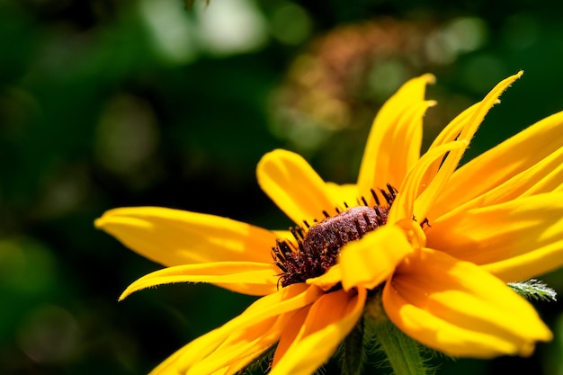 Echinacea purpurea fiorisce