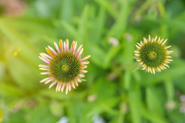 Echinacea purpurea fioritura pianta medicinale pianta medicinale in un campo in estate