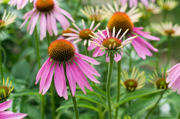 Echinacea viola in giardino