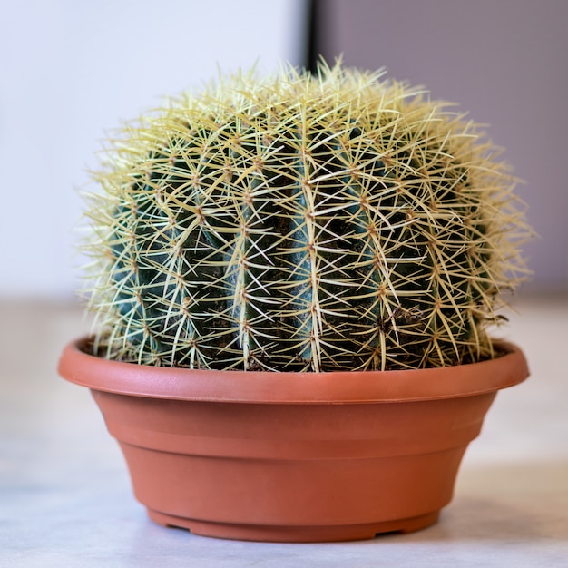 Echinocactus è un genere di cactus della sottofamiglia Cactoideae cactus
