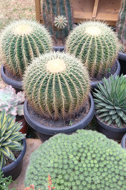 Echinocactus grusonii o Kroenleinia grusonii popolarmente conosciuto come il cactus barile d'oro palla d'oro o cuscino suocera