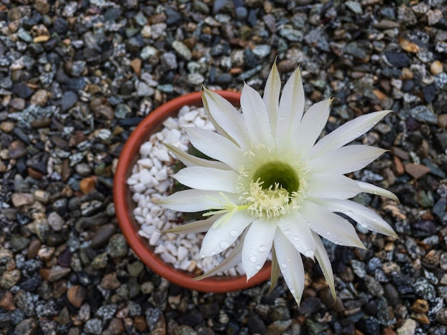 Echinopsis oxygona cactus fiore bianco con gocce d'acqua sui suoi petali