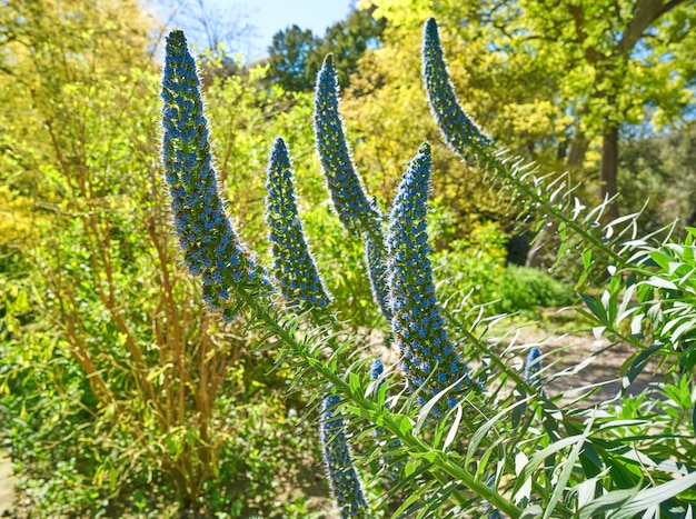 Echium Fastuosum Candicans Pride Madeira