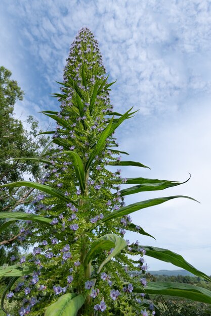 Echium pininana fiori close up shot contro il cielo blu.