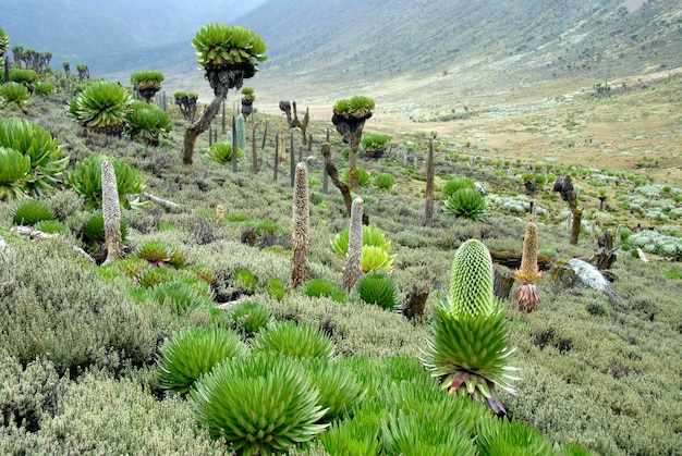 ecosistema di paramo