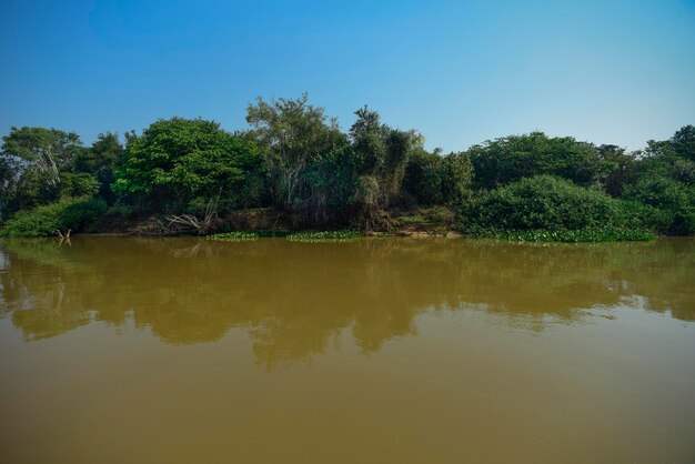 Ecosistema forestale del Pantanal Mato Grosso Brasile