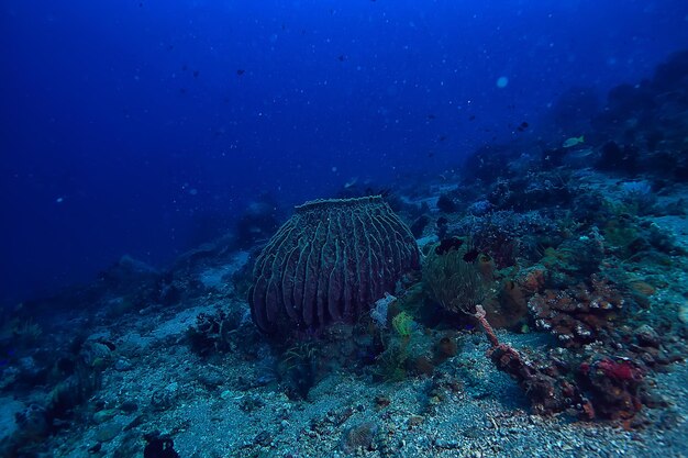 ecosistema marino vista subacquea / oceano blu natura selvaggia nel mare, sfondo astratto