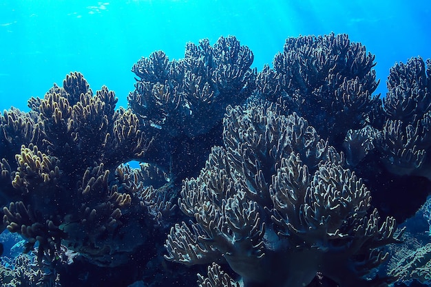 ecosistema marino vista subacquea / oceano blu natura selvaggia nel mare, sfondo astratto