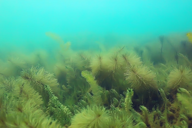 ecosistema stagno sottomarino paesaggio sottomarino foto immersione in acqua dolce, mondo verde alghe e pesci in profondità del fiume /