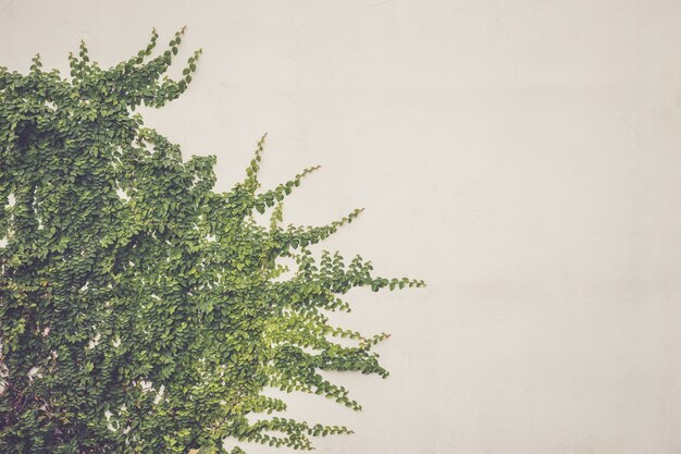 Edera astratta della pianta verde sulla vecchia parete del cemento bianco. Effetto filtro vintage