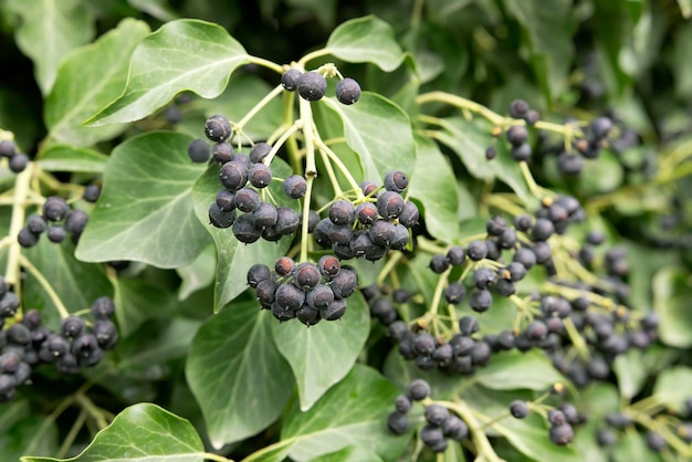 Edera selvatica con semi e frutti maturi