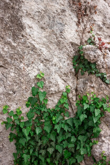 Edera sul muro di pietra, vecchio muro, sfondo per l'iscrizione