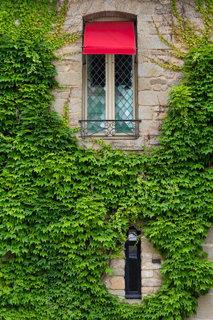 Edera sul muro di una vecchia casa intorno alla finestra