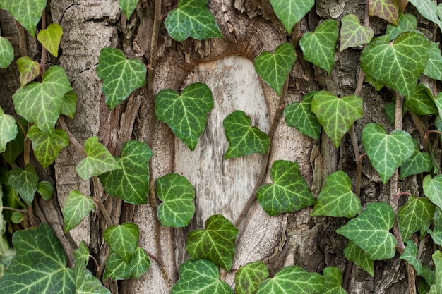 Edera tessuta sulla corteccia di un vecchio albero