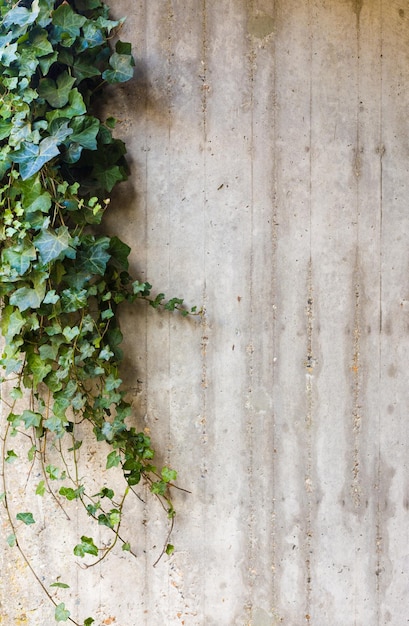 Edera verde sul muro di cemento