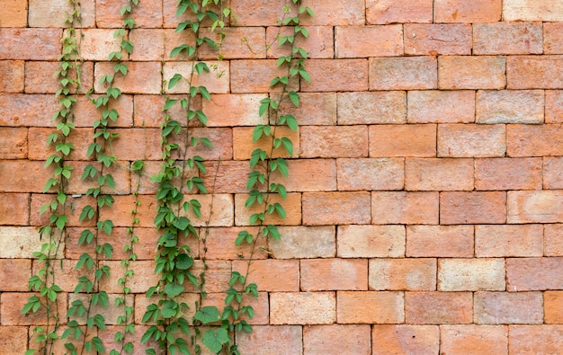 Edera verde sul muro di mattoni rossi