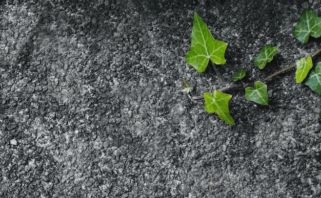 Edera verde sul muro di pietra