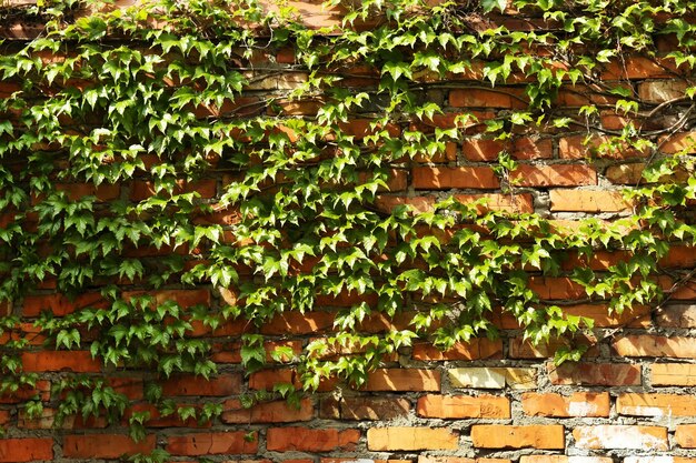 Edera verde sul vecchio muro da vicino