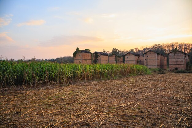 Edifici abbandonati su un campo di mais