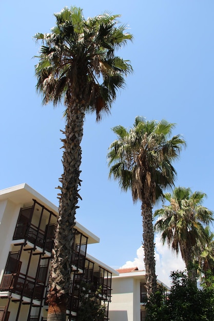 Edificio dell'hotel tra le palme in un resort