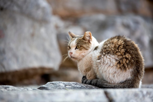 Efeso Antica città e gatto, Izmir / Turchia