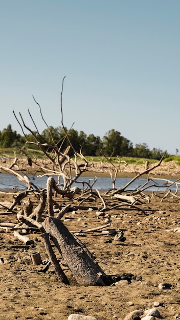 Effetti della siccità. Albero abbattuto e con le sue radici nell'aria e secco in un lago in Estremadura con