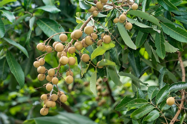 Effetti di Longan sull&#39;albero di Longan