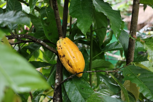 Effetto cacao