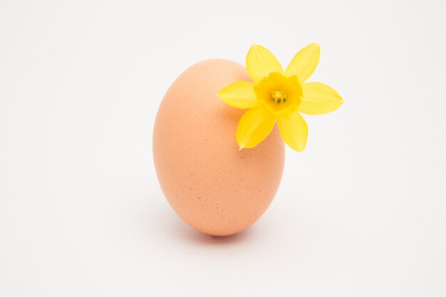 Egg con un piccolo daffodil giallo