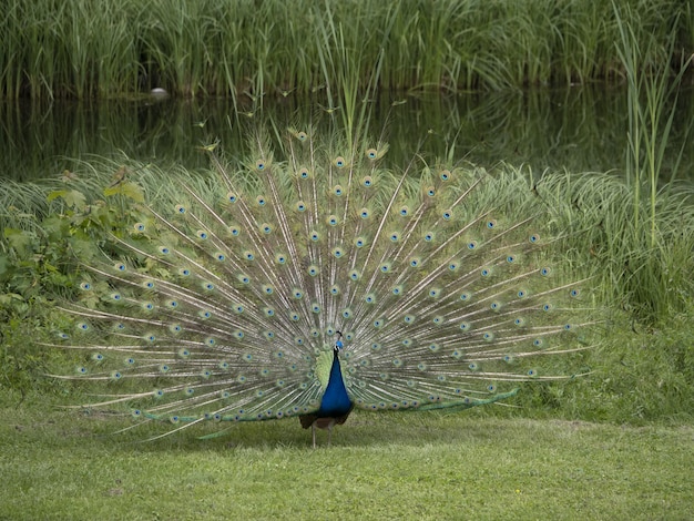 Eggenberg Castle Graz Austria Peacock ruota aperta