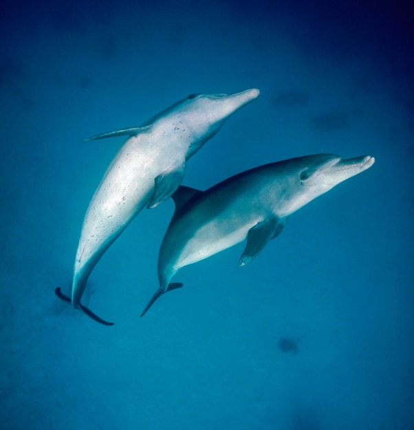 EGITTO HURGHADA Mar Rosso delfini selvatici in mare aperto