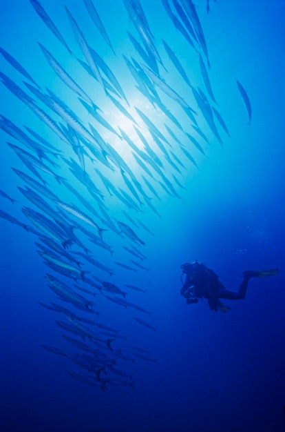 Egitto, Mar Rosso, foto UW, un branco di barracuda e un subacqueo