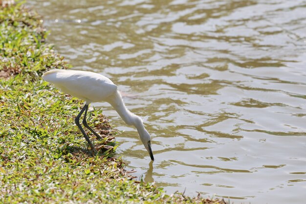 Egret bianco o pellicani Avvio di uccelli.