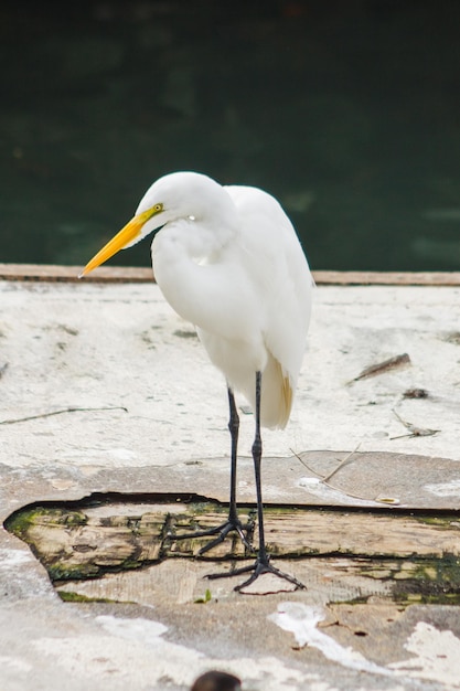 Egret uccello all'aperto in uno stagno a Rio de Janeiro in Brasile