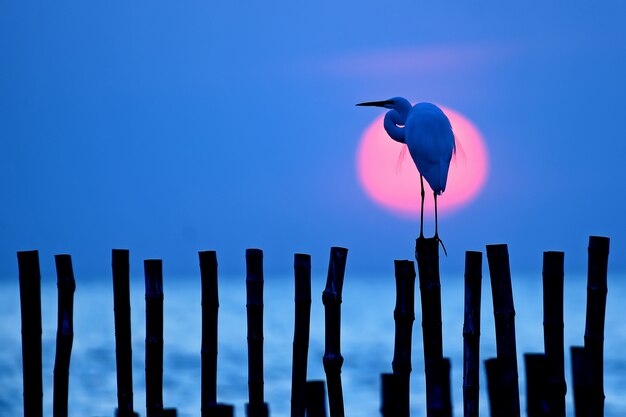 Egret uccello e sole