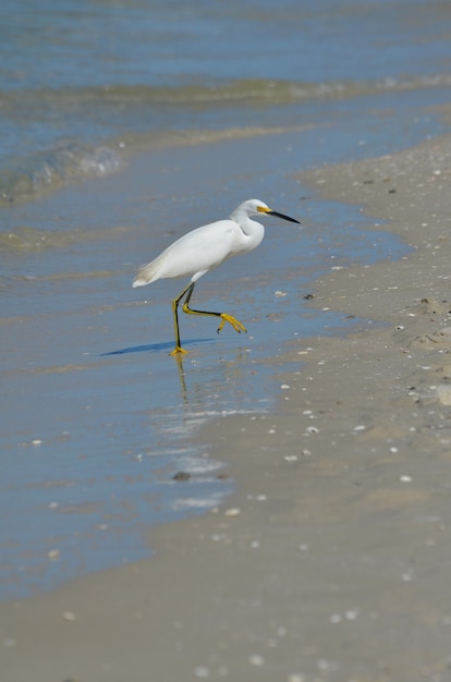 Egretta bianca che esce dall'acqua sulla spiaggia.