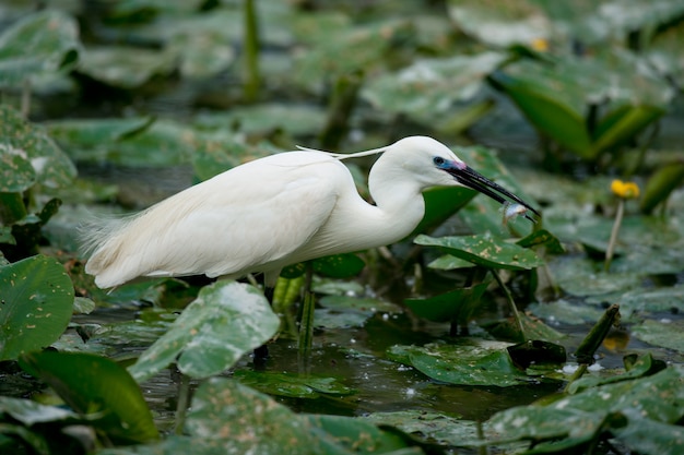 Egretta che mangia pesce