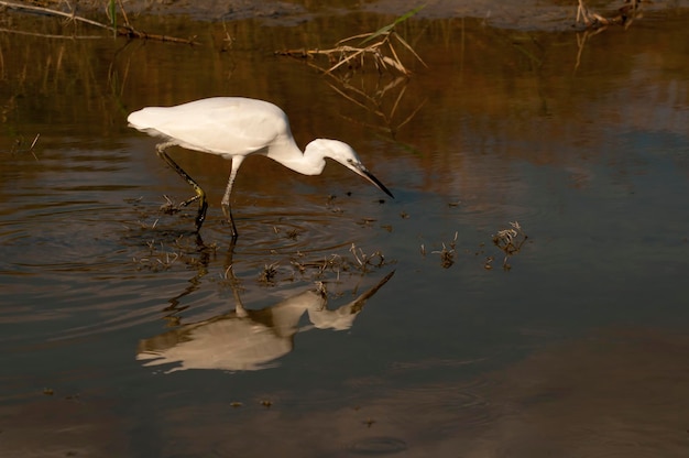 Egretta garzetta - La garzetta è una specie di uccello pelecaniforme della famiglia degli Ardeidi.